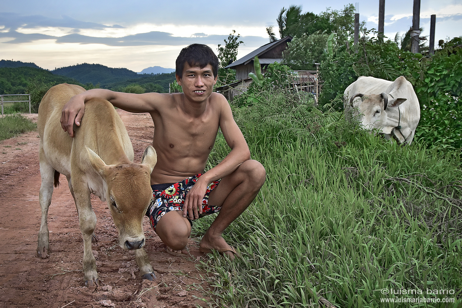 man laos cow