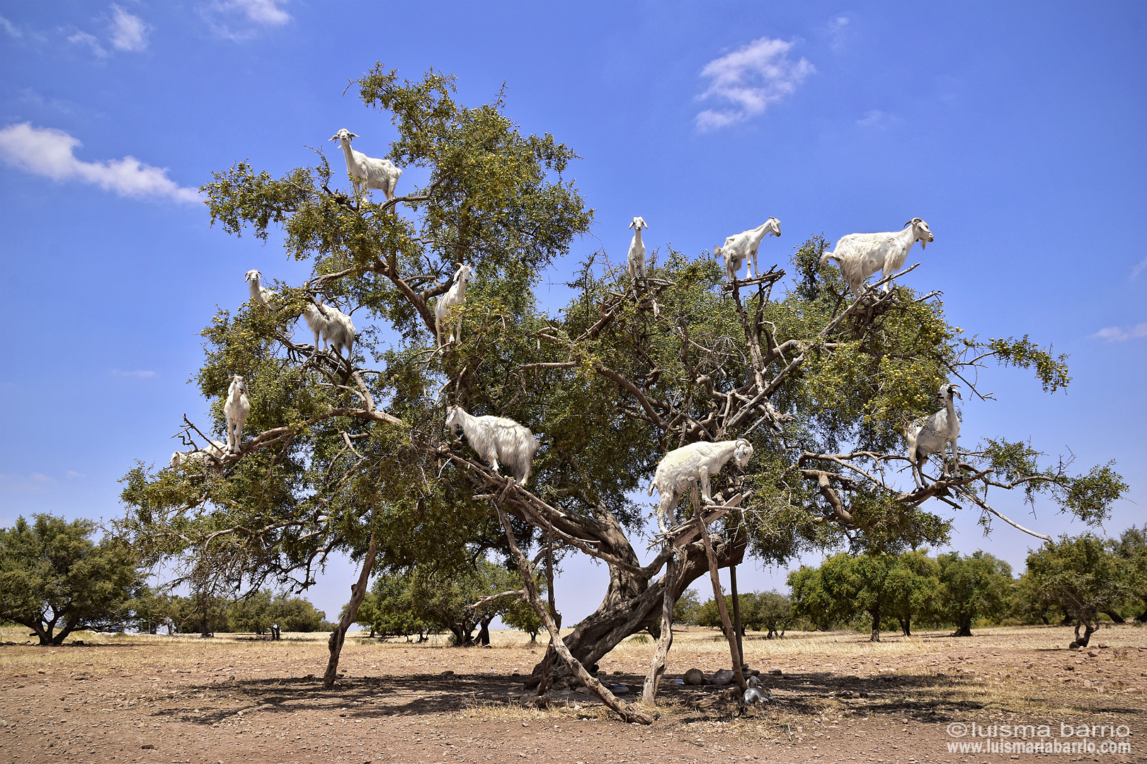 argan tree goat morocco