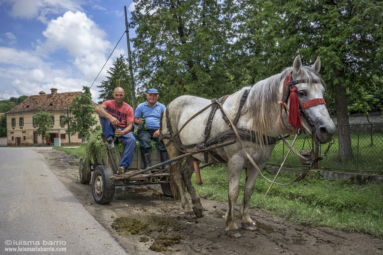horse romania