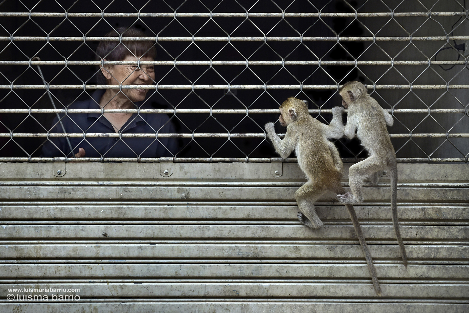 Woman and monkeys