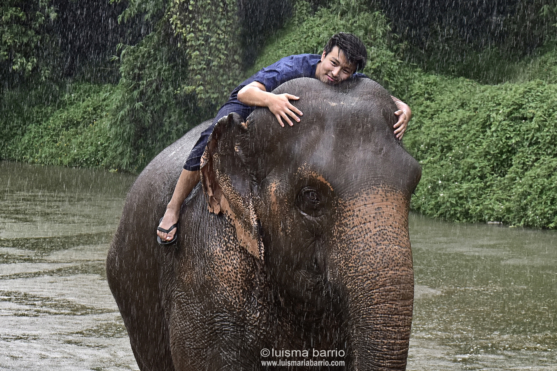 elephant thailand