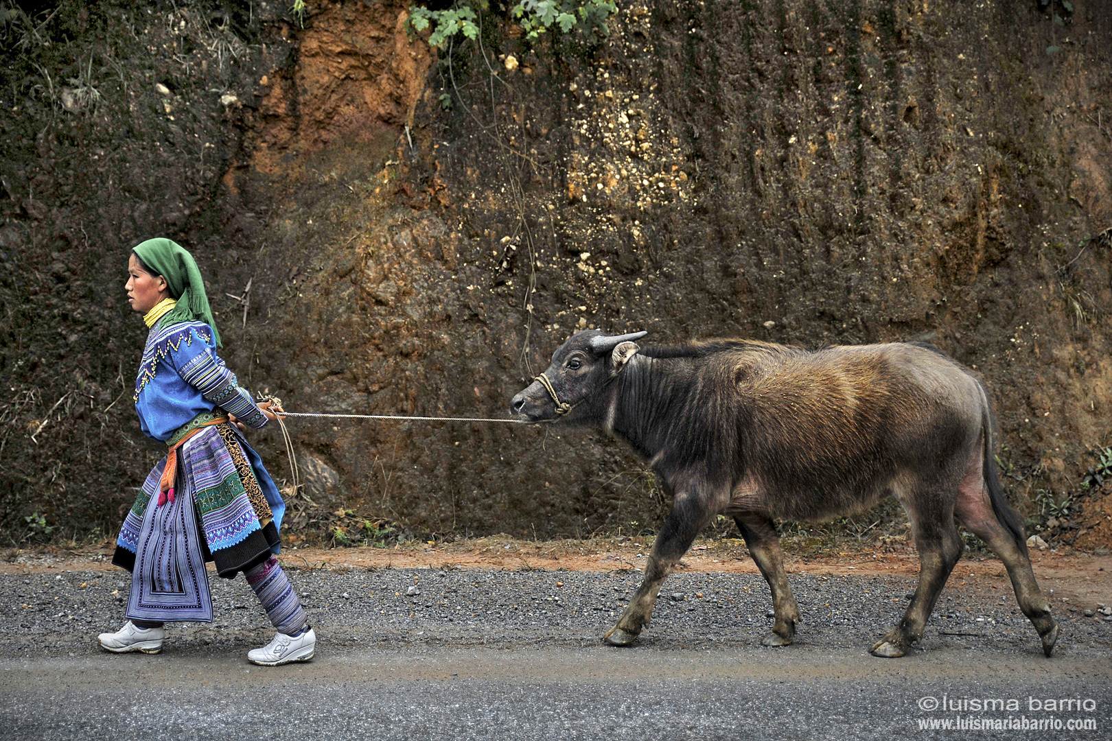 hmong woman vietnam buffalo