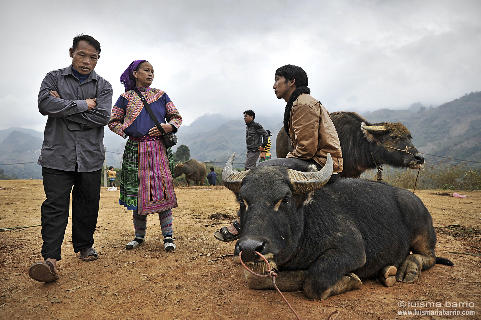 animal market buffalo market vietnam hmong people