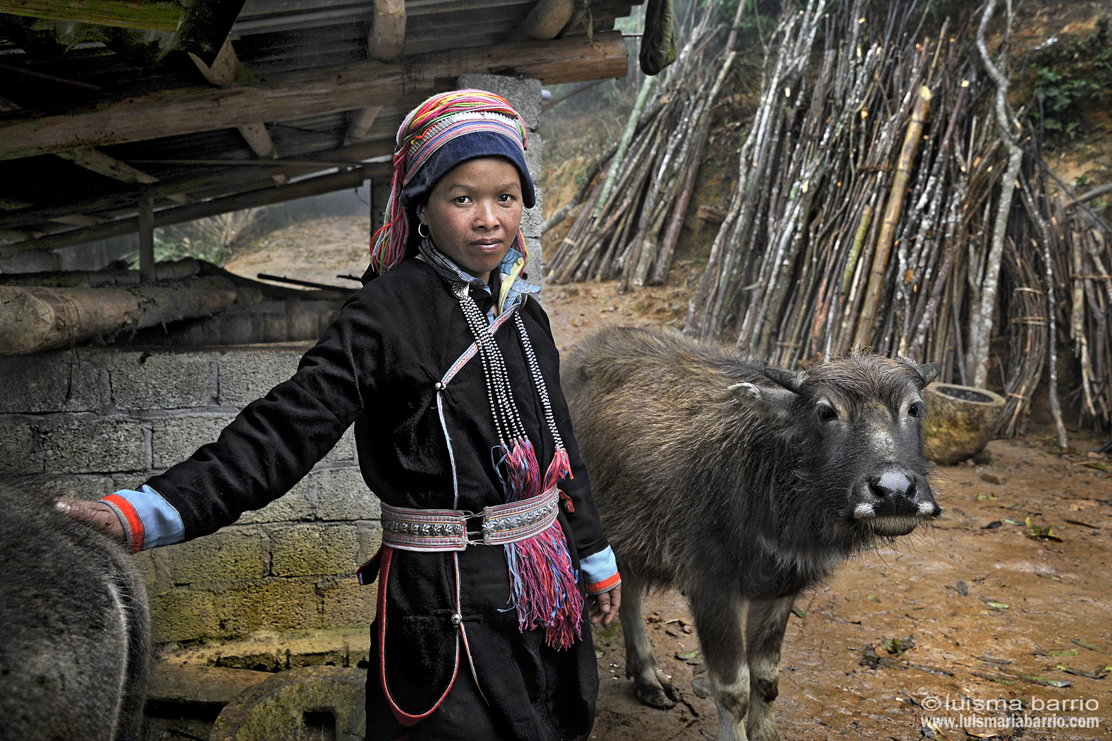 hmong woman vietnam buffalo