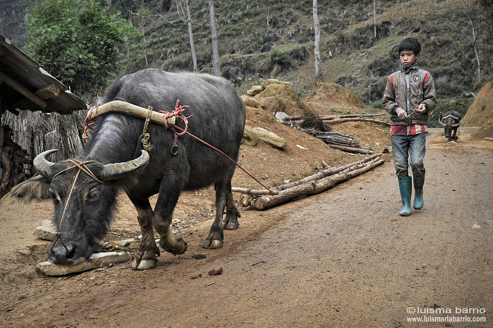people mountains boy vietnam hmong buffalo