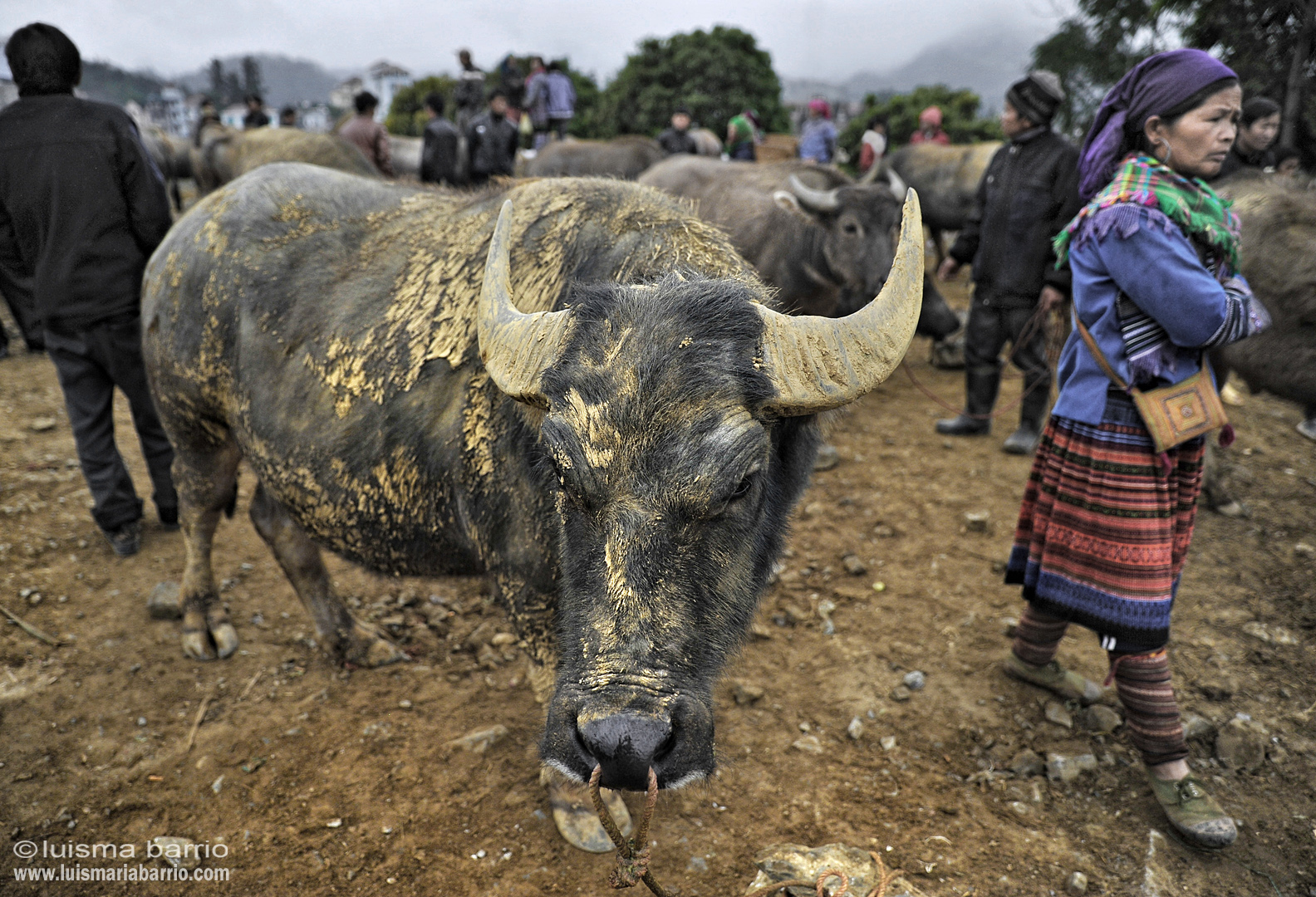 hmong woman vietnam buffalo
