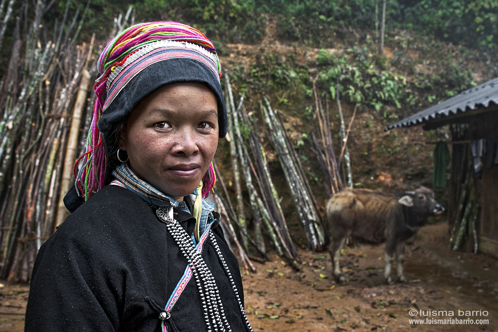 hmong woman vietnam buffalo