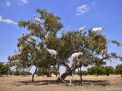 argan tree goat morocco