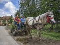 horse romania