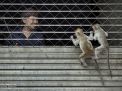 Woman and monkeys