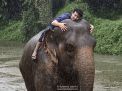 elephant thailand