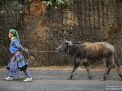 hmong woman vietnam buffalo