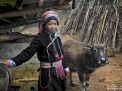 hmong woman vietnam buffalo