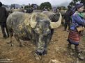 hmong woman vietnam buffalo