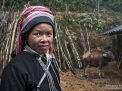 hmong woman vietnam buffalo